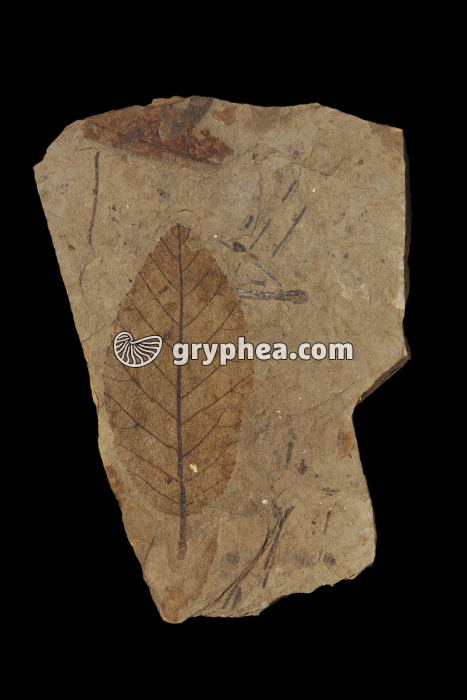 Feuille fossilisée (hêtre) - gryphea.com